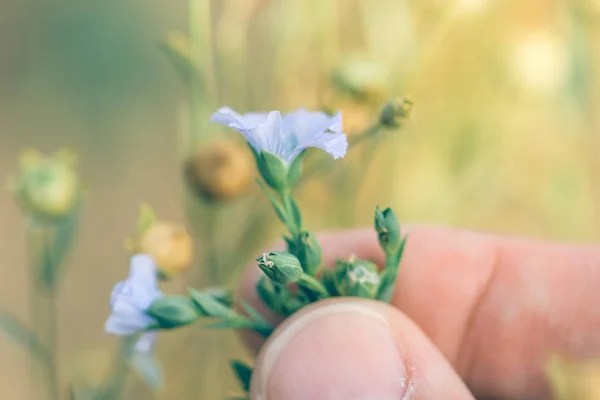 Agronomist examining blooming flax crop plant — Stock Photo, Image