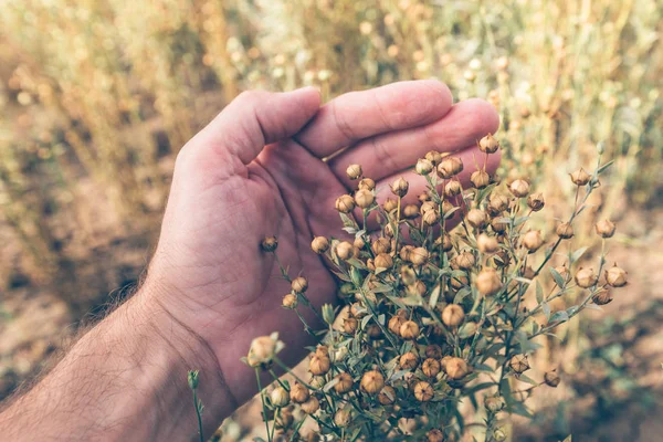 Agrónomo observando cápsulas comunes de cultivo de lino —  Fotos de Stock