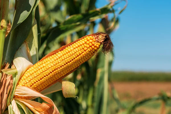 Kukoricatermesztés érett kerneldel a megművelt területen — Stock Fotó