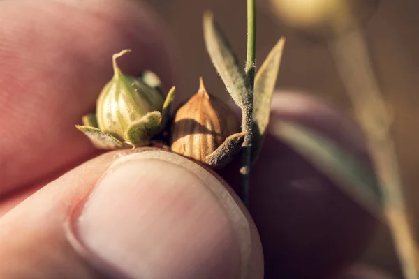 Närbild av bonde hand undersöka lin gröda kapsel — Stockfoto