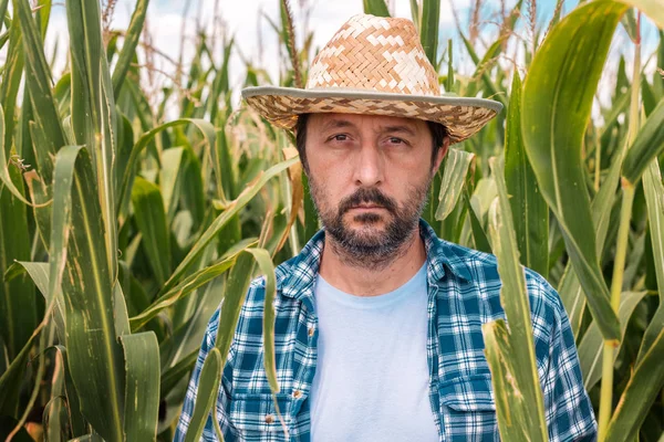 Retrato de um agricultor de milho grave no campo de milho — Fotografia de Stock