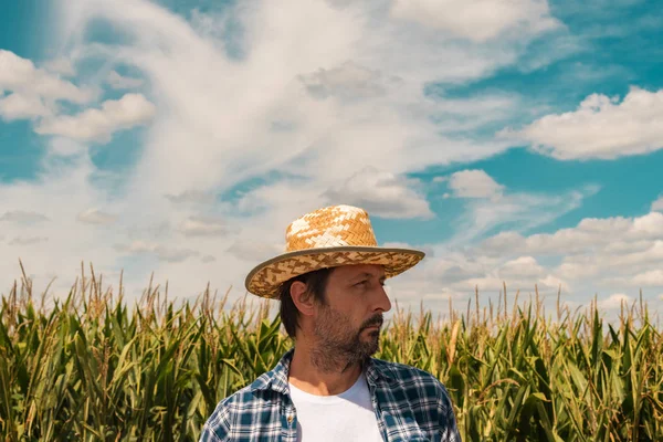 Agricultor de milho em campo de milho cultivado — Fotografia de Stock