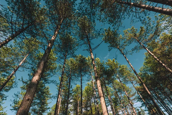 Sırbistan 'ın Zlatibor bölgesinde çam ağacı ormanı — Stok fotoğraf