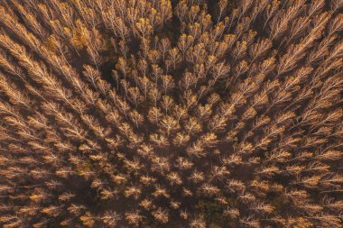 Drone Pov 'dan sonbahar kavak ağacı ormanı