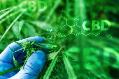 Scientist examining development of Cannabis sativa plant clipart
