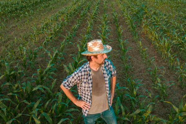 Agricoltore stanco esausto in piedi nel campo coltivato di sorgo — Foto Stock