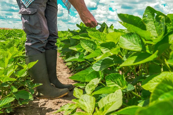 Pracownik farmy kontroluje rozwój roślin soi — Zdjęcie stockowe