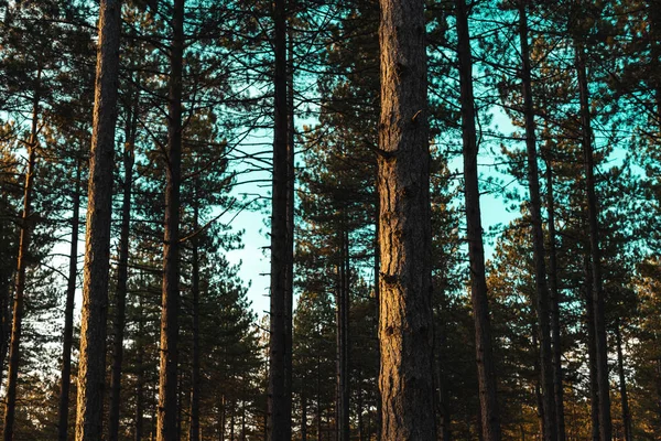 Tronco de pino iluminado por luz cálida del atardecer — Foto de Stock