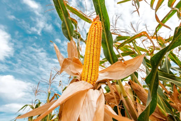 Maíz en la mazorca en el campo — Foto de Stock