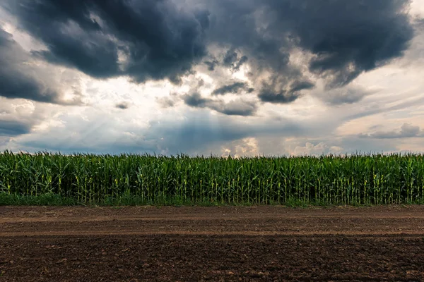 Nuvens de tempestade acima do campo de milho verde — Fotografia de Stock