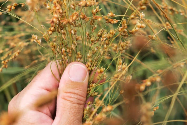 Agronomist examining proso millet ripe crop ears in field — Stock Photo, Image