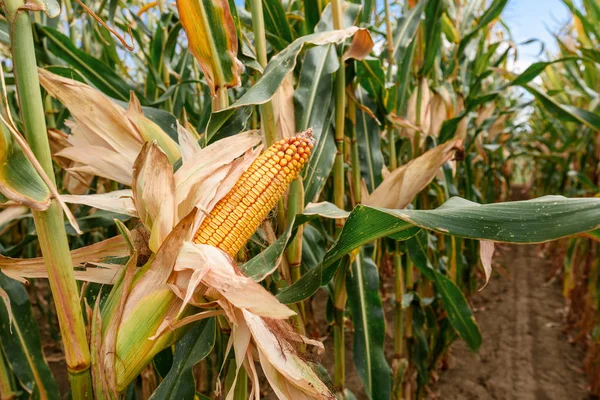 Rijpe maïskolf op aanplant — Stockfoto