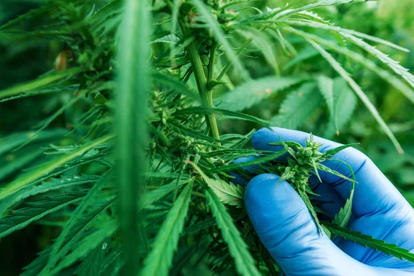 Cientista examinando o desenvolvimento da planta Cannabis sativa — Fotografia de Stock