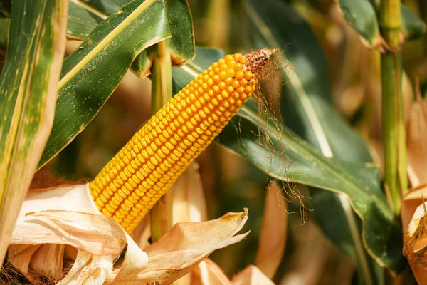 Oreja de maíz en plantación de maíz — Foto de Stock