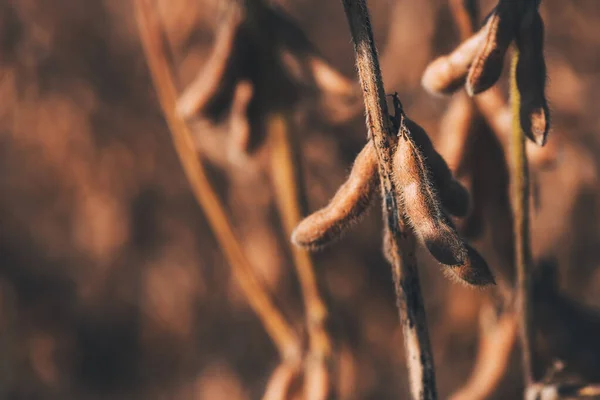 Plante de soja mûre dans un champ avec des gousses prêtes pour la récolte — Photo