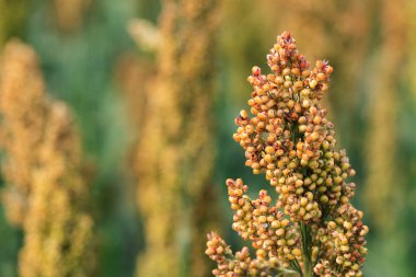 Tarlada iki renkli Sorghum mahsulü, kapat
