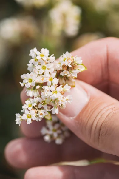 Landwirt untersucht Buchweizenblüte (fagopyrum esculentum) im Kult — Stockfoto