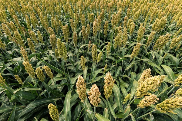 Campo de cultivo de sorgo bicolor , — Fotografia de Stock