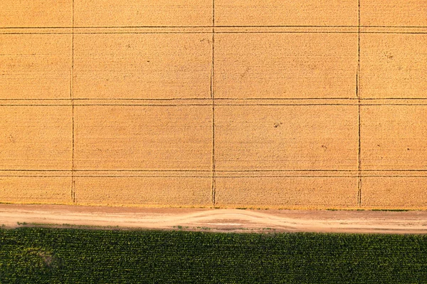 Aerial view of wheat and corn field from drone pov — Stock Photo, Image