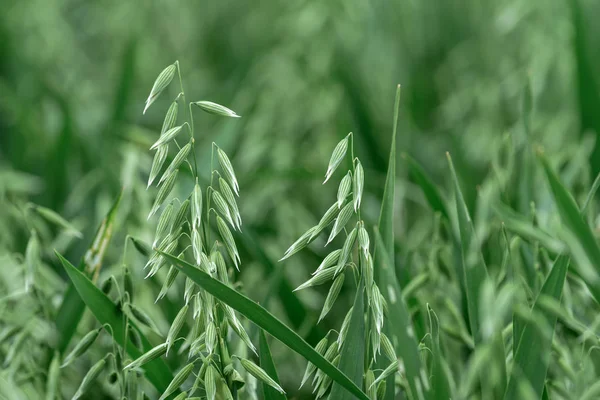 Zelený Organický ovesná plantáž — Stock fotografie