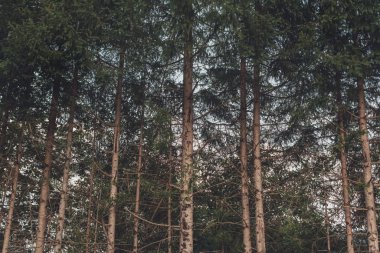 Ormanda uzun çam ağaçları