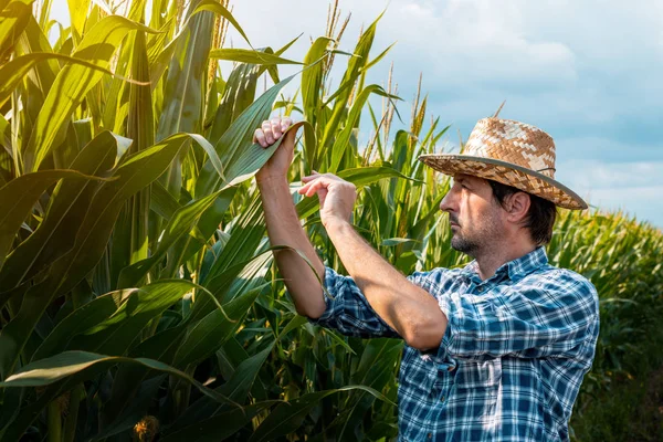 Majs jordbrukare undersöka grödor i fält — Stockfoto