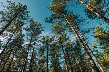 Pine tree forest at Zlatibor region in Serbia clipart