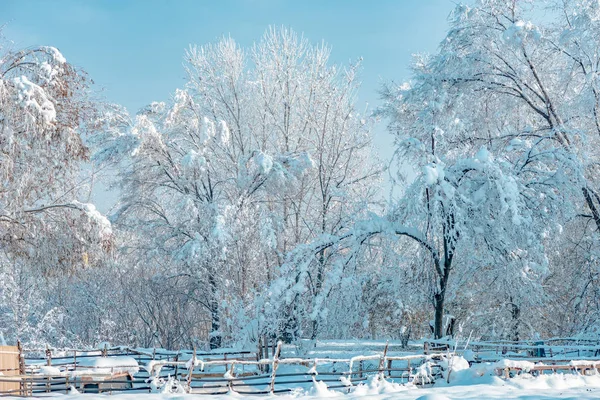 Идиллический зимний пейзаж с деревьями, покрытыми снегом — стоковое фото