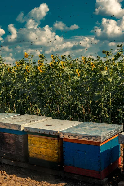 Beehives in sunflower field with many bees flying around — Stock Photo, Image