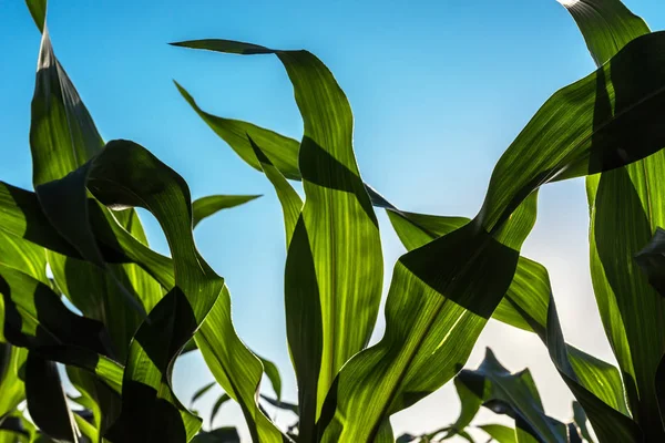 Groene maïs maïsoogst bladeren in zonsondergang, close-up — Stockfoto