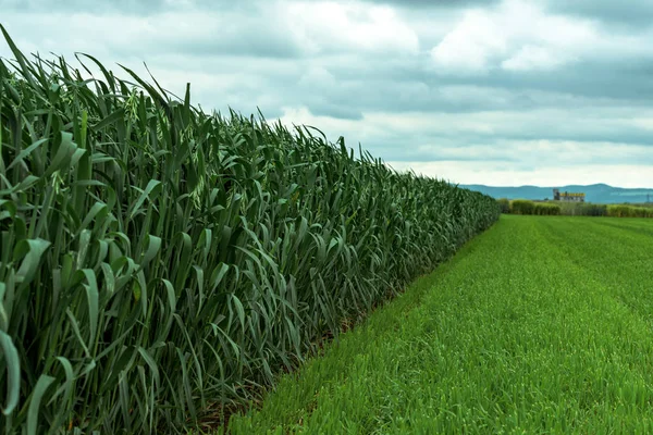 Zöldzab (Avena sativa) ültetvény — Stock Fotó