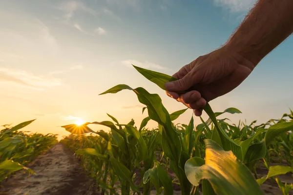 Farmer vizsgálja kukorica növényi növények naplementekor — Stock Fotó