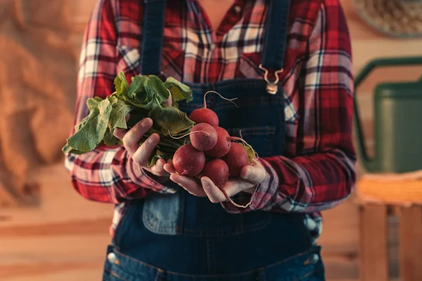 Farmář držící hromadu sklizených ředkviček — Stock fotografie