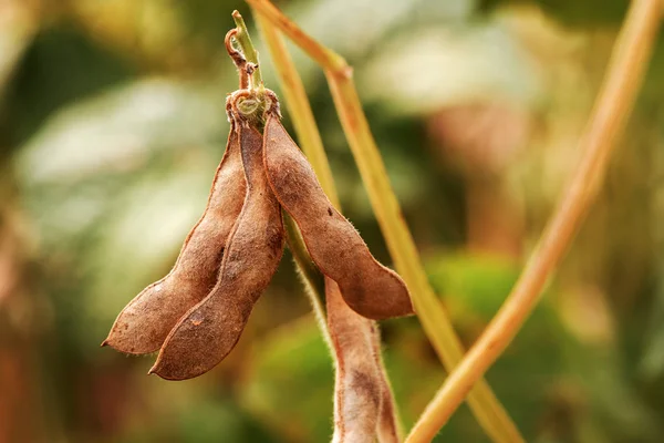 Ripening soybean pods on plantation — Stock Photo, Image
