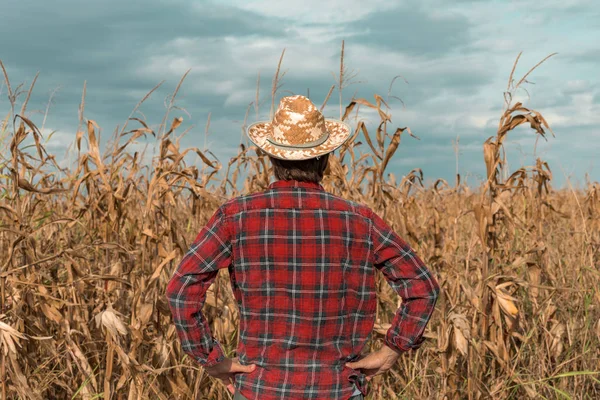 Vista posteriore del coltivatore di mais guardando il suo campo di grano — Foto Stock