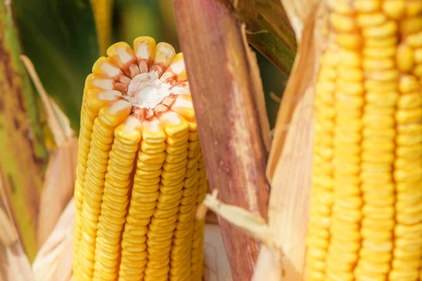 Corn on the cob in plantation field — Stock Photo, Image
