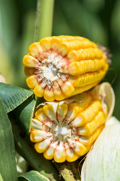 Ripe corn cob cross section — Stock Photo, Image