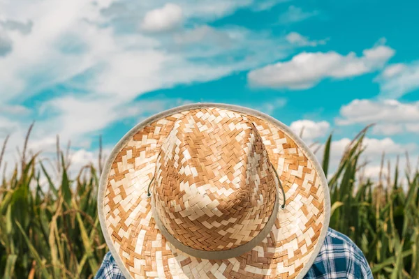 Agricultor de milho em campo de milho cultivado — Fotografia de Stock