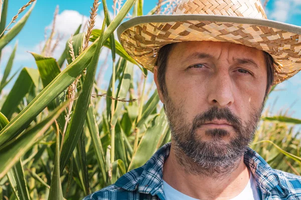 Portrait of serious agronomist in corn maize field — Stock Photo, Image