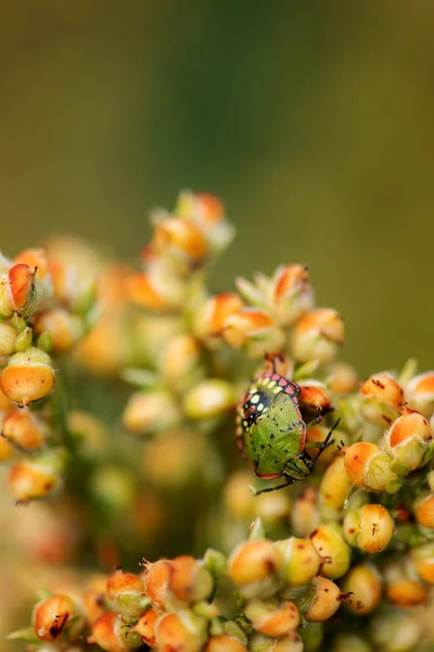 Insecte de punaise puante sur les cultures de sorgho bicolore dans les champs — Photo