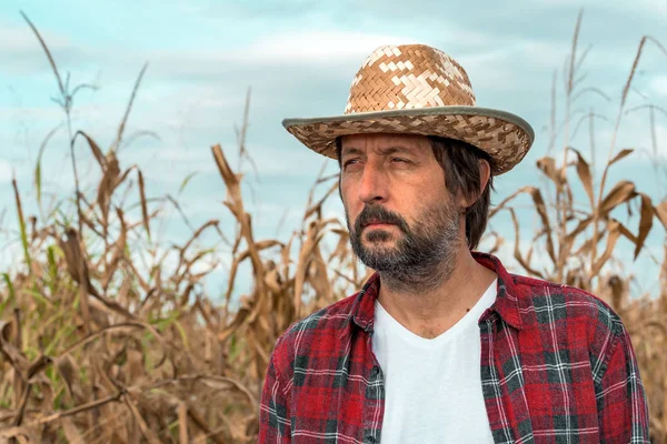 Portrait of corn farmer in ripe maize crop field — 스톡 사진