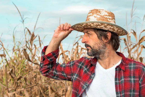 Retrato del agricultor de maíz en el campo de cultivo de maíz maduro — Foto de Stock