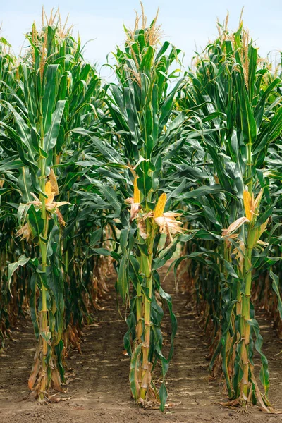 Corn on the cob in plantation field