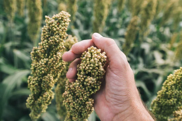 Rolnik badający uprawy Sorgo dwukolorowe na polu — Zdjęcie stockowe