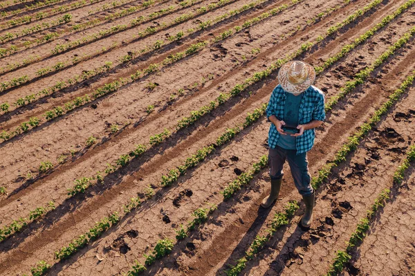 Agricultor con controlador remoto de drones en campo de soja, competencia aérea — Foto de Stock