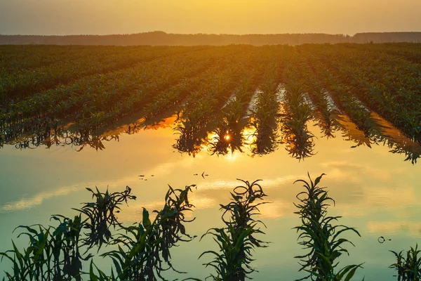 Overstroomde jonge maïsveld plantage met beschadigde gewassen in zonsondergang — Stockfoto