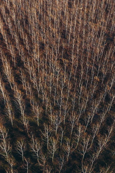 Luchtfotografie van blote aspen in het winterbos — Stockfoto