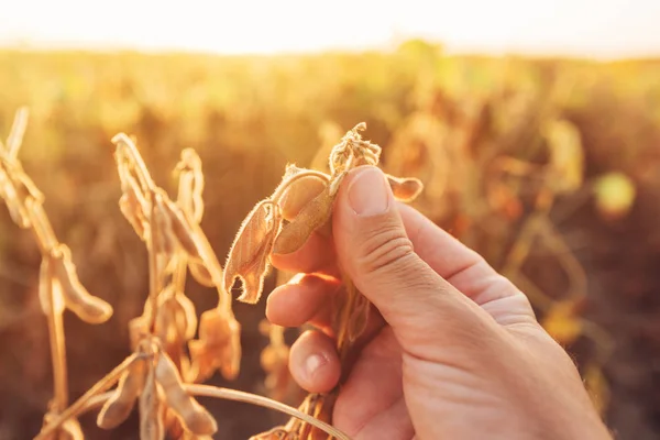 Primer plano de la mano del agricultor de soja que examina los cultivos maduros —  Fotos de Stock