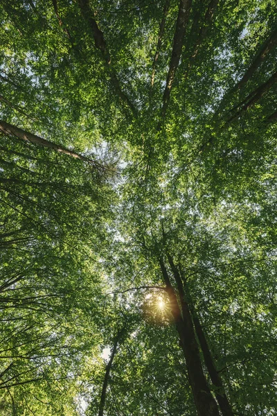 Nella foresta silenziosa, vista a basso angolo sotto alberi alti — Foto Stock