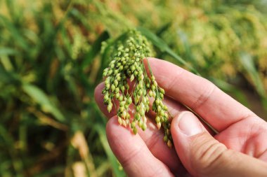 Agronomist tarlada proso darı yeşil ekin kulakları inceliyor